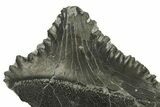 Bizarre Shark (Edestus) Jaw Section with Tooth - Carboniferous #269669-2